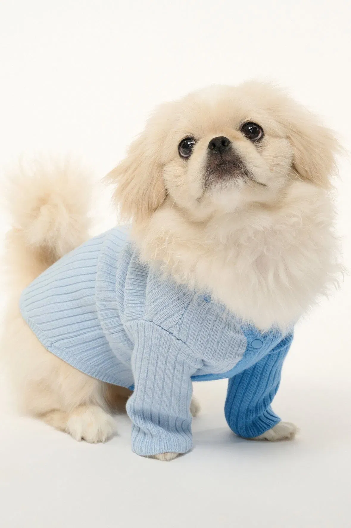 PET SHOKO SWEATER PERIWINKLE MULTI