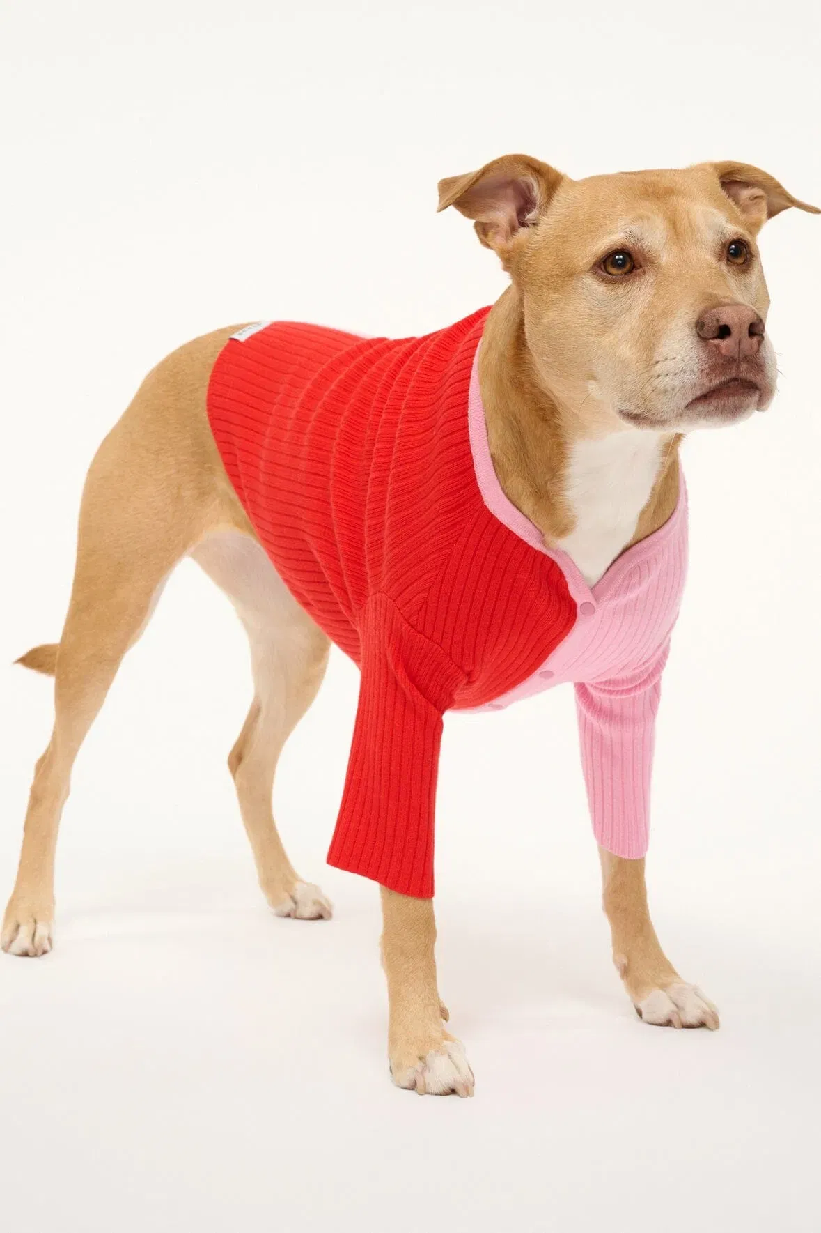 PET SHOKO SWEATER POPPY ROSEBUD