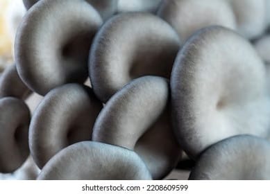 Brooks Ghost 17 Primer Gray Oyster Mushroom
