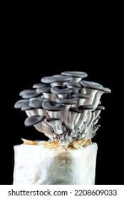 Brooks Ghost 17 Primer Gray Oyster Mushroom