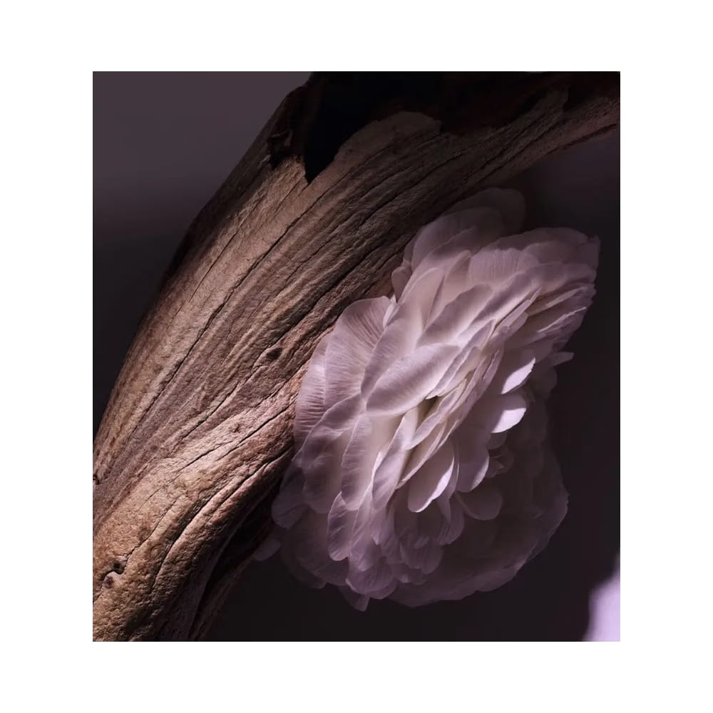 Gris Dior Eau De Parfum - Woody Floral Notes