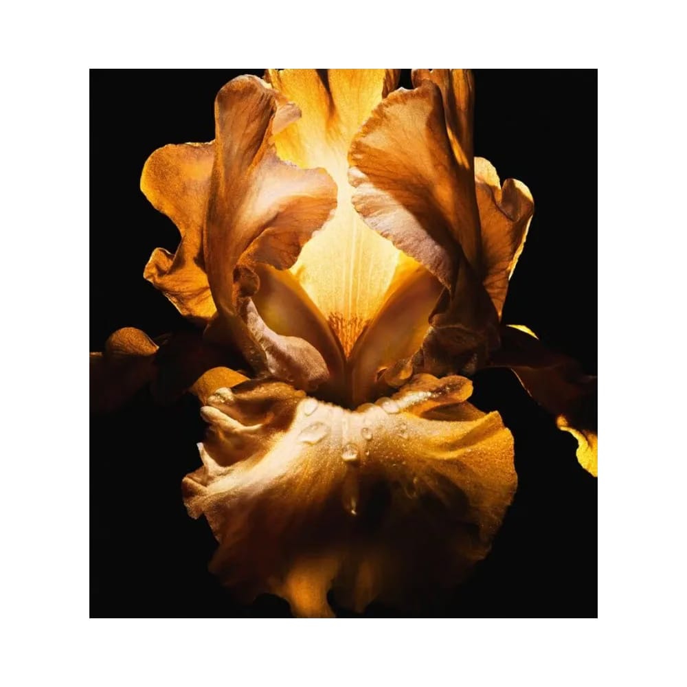 Dior Homme Parfum Men's Fragrance - Ambery, Woody And Floral Fragrance Notes
