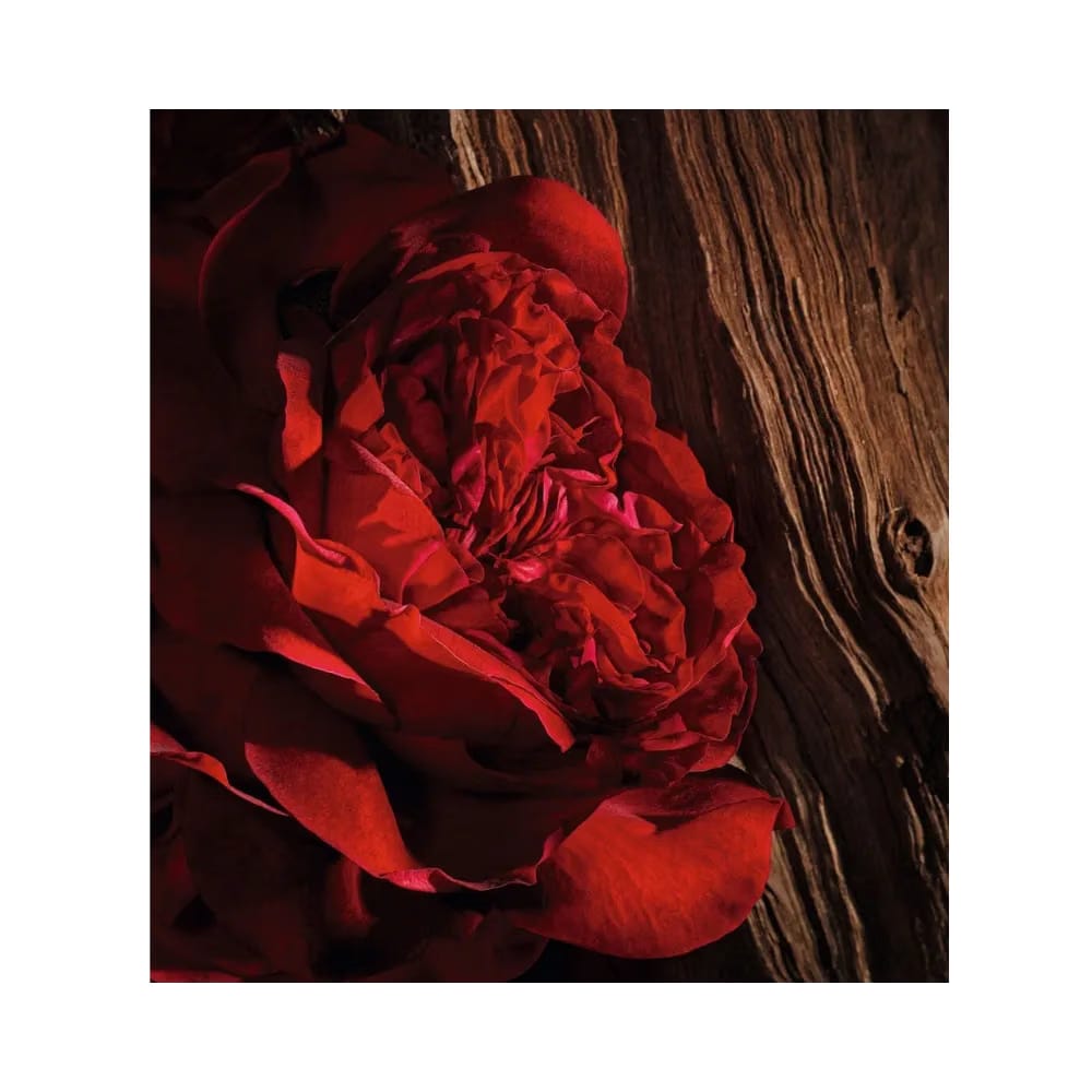 Dior Oud Ispahan Eau De Parfum - Woody And Floral Notes