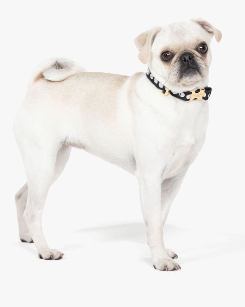 Art Dot Collar S/M