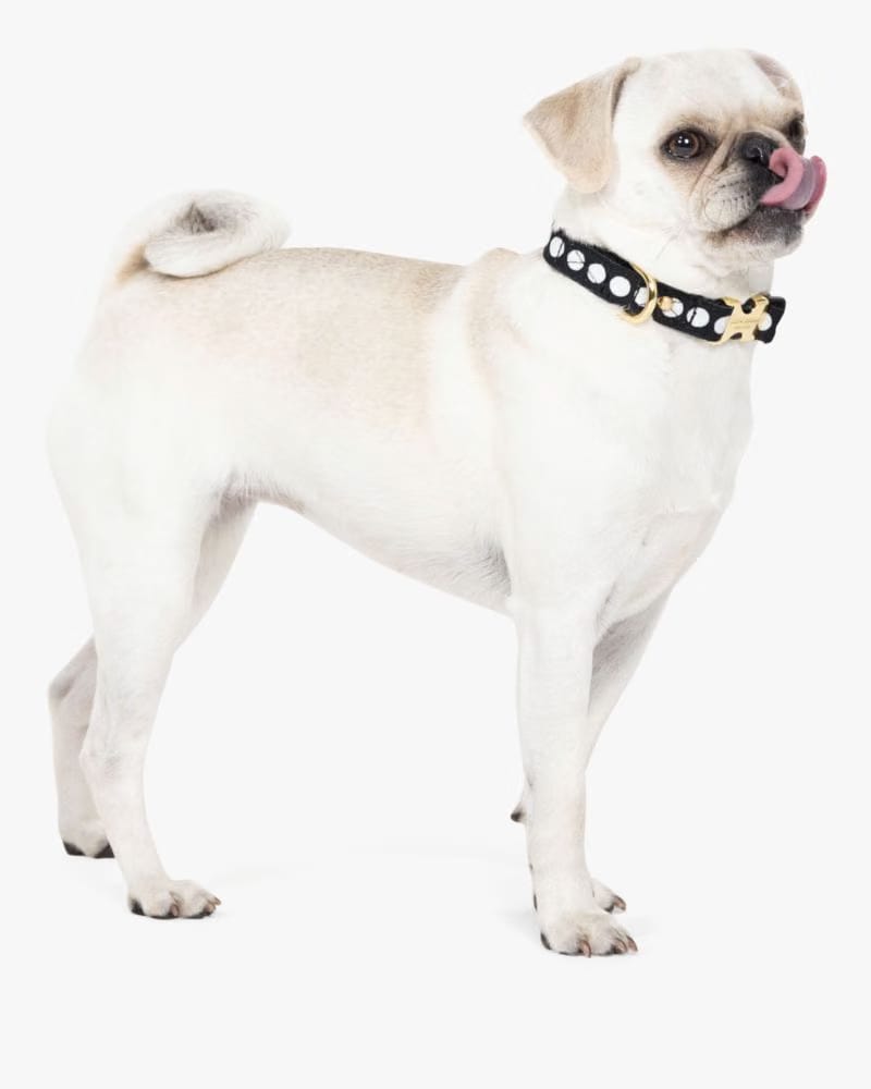 Art Dot Collar S/M