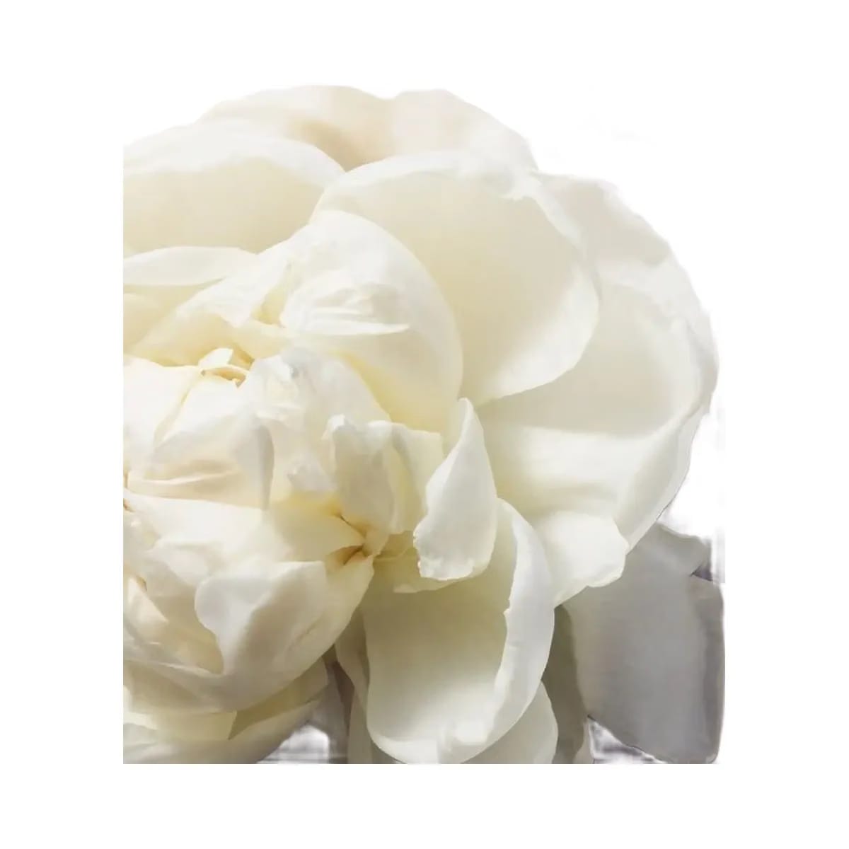 TATCHA The Silk Peony Line-Smoothing Eye Cream