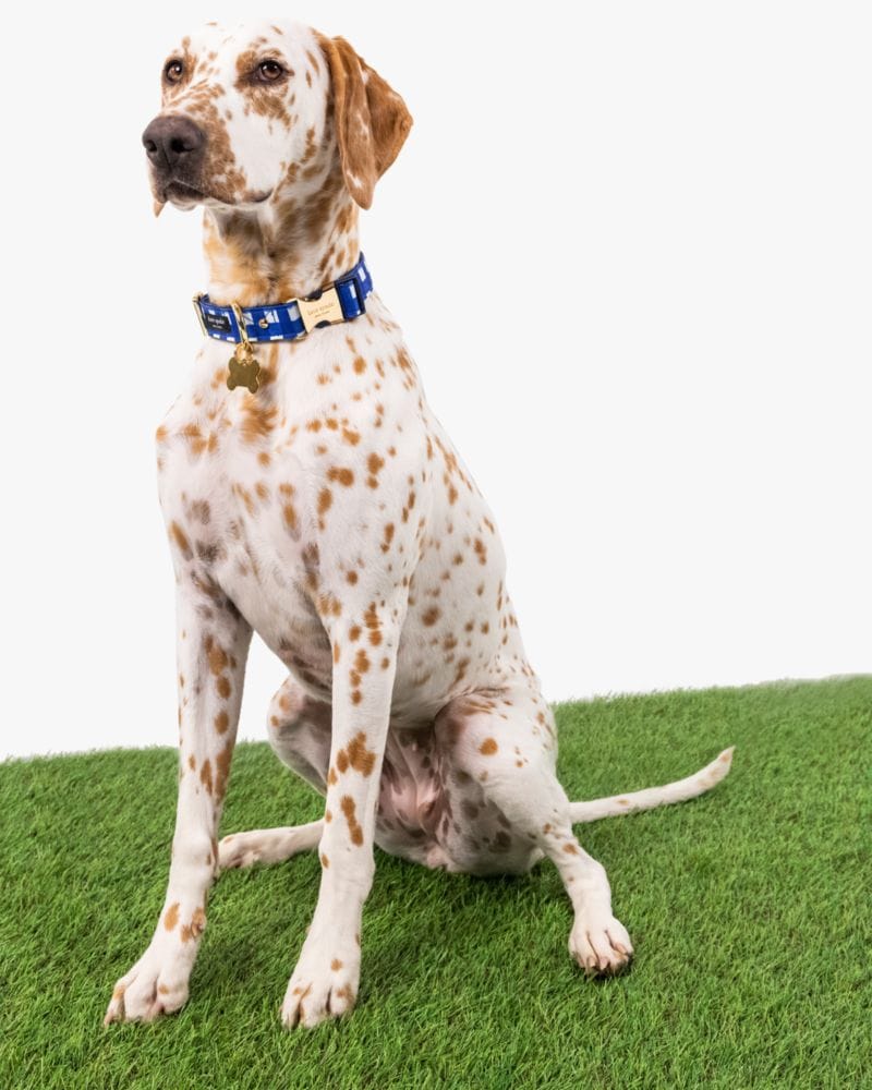 Navy Gingham Leash M/L