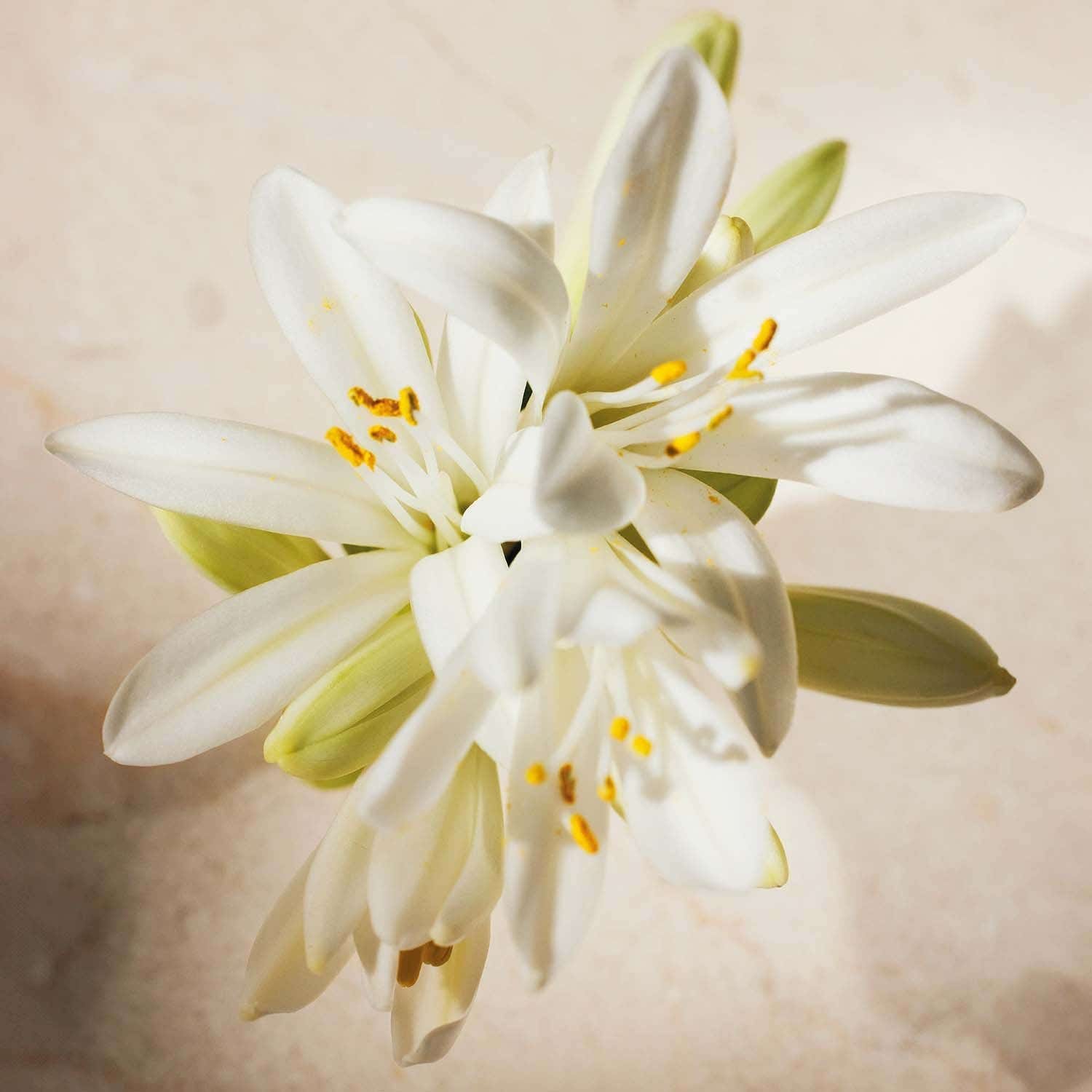 Chloe Atelier Des Fleurs Tuberosa EDP (150 ml) - Chloe