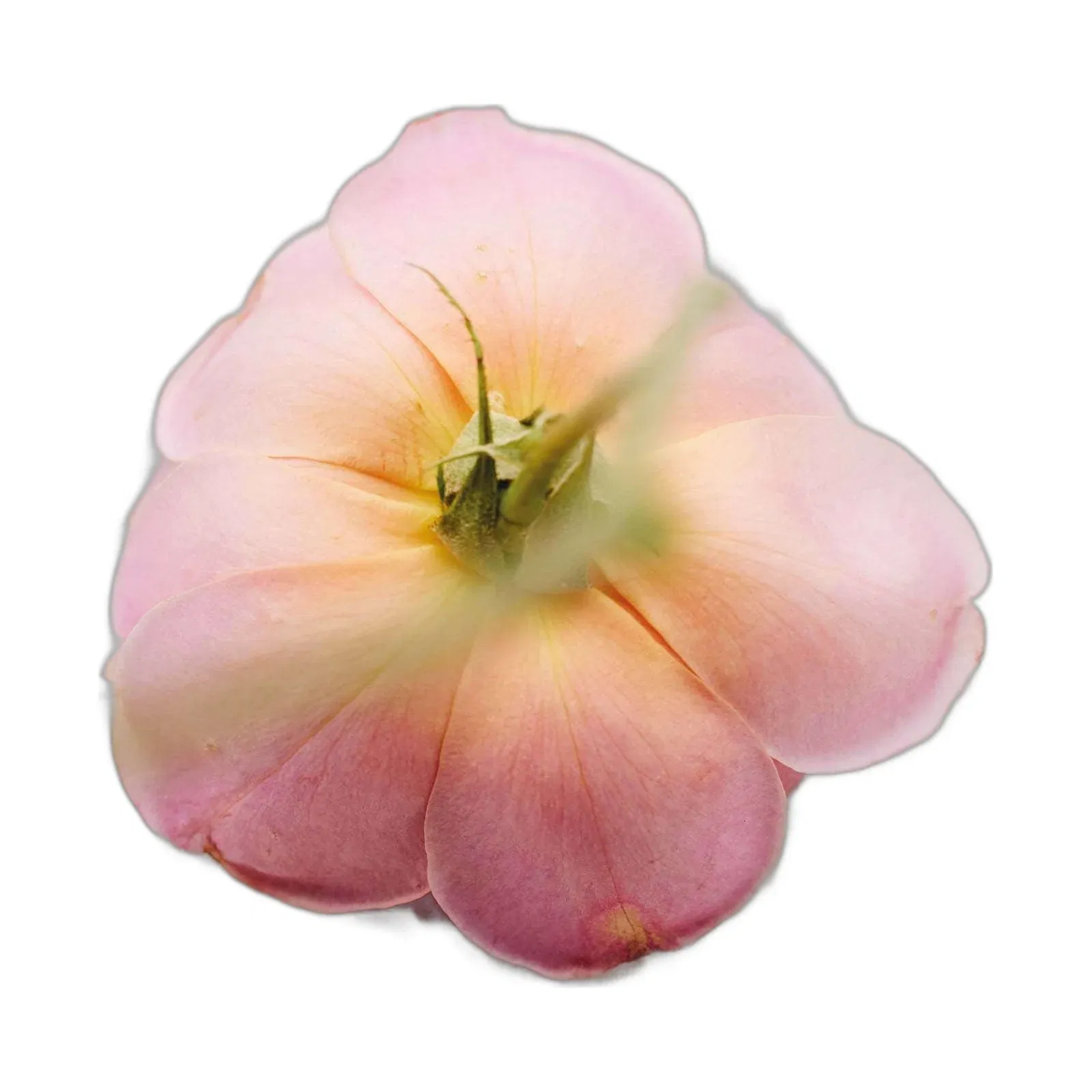 Chloe Atelier Des Fleurs Rosa Damascena EDP (150 ml) - Chloe