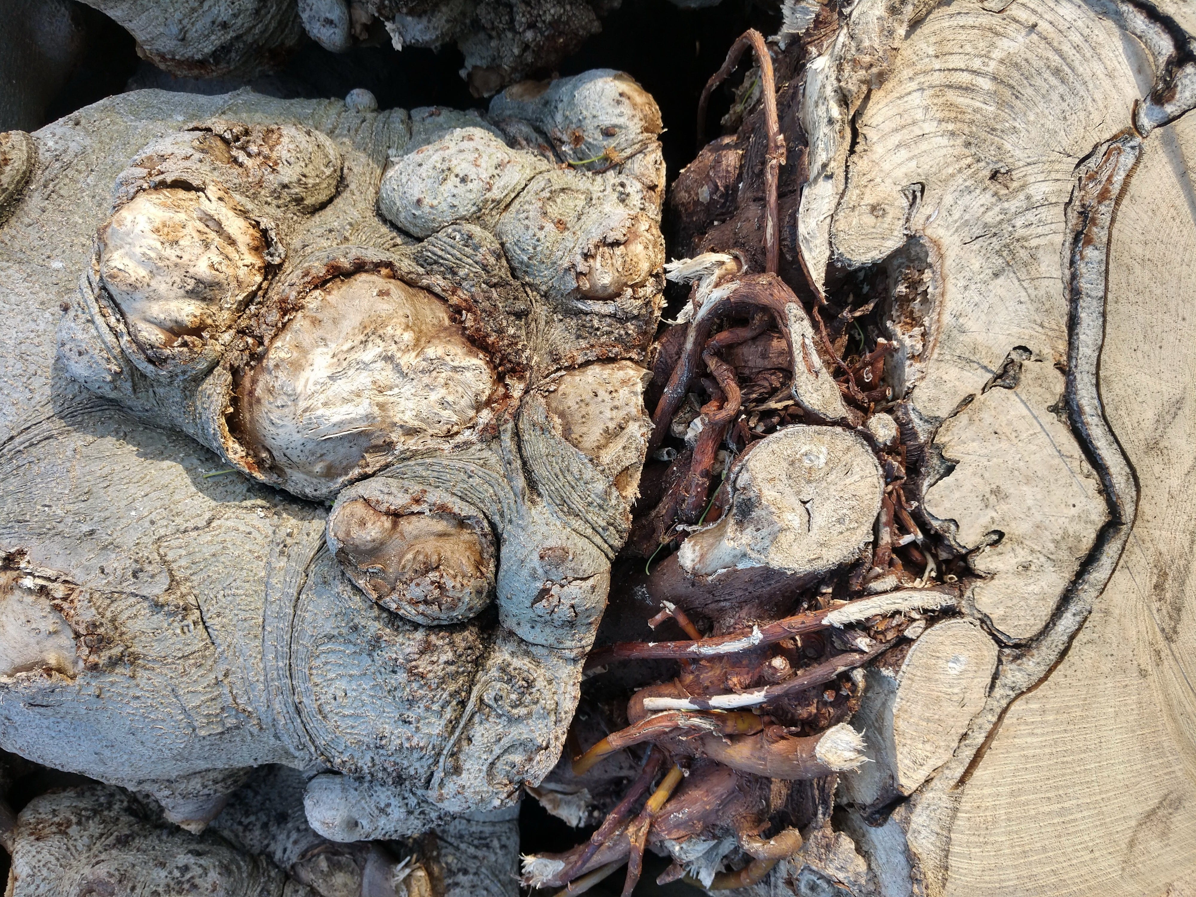 Bloom Sample Packs Extracting roots: perfume materials from under the ground