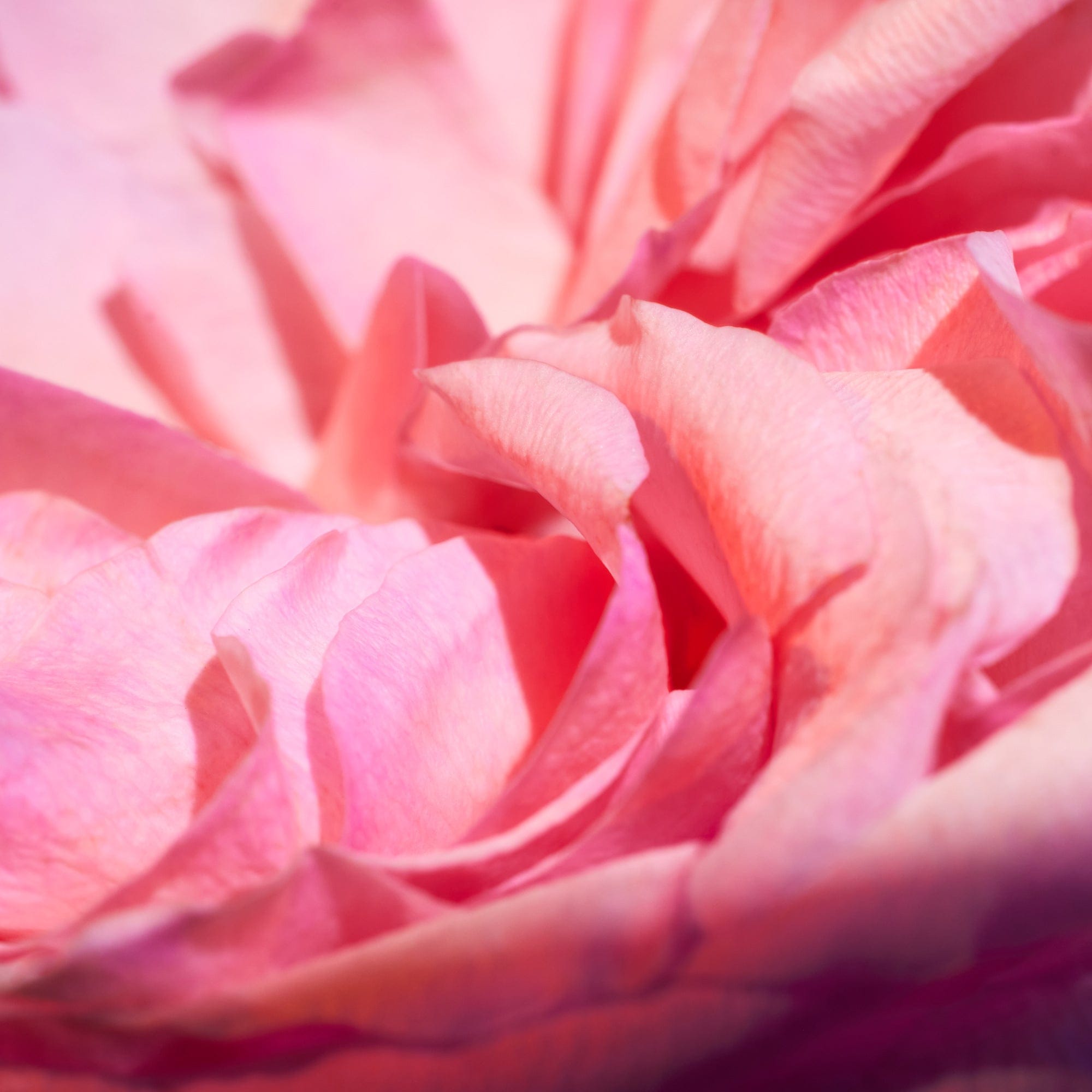 Kayali Oudgasm Rose Oud | 16