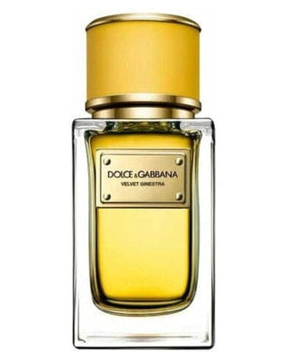 Dolce & Gabbana Velvet Ginestra