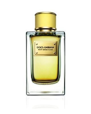 Dolce & Gabbana Velvet Mimosa Bloom