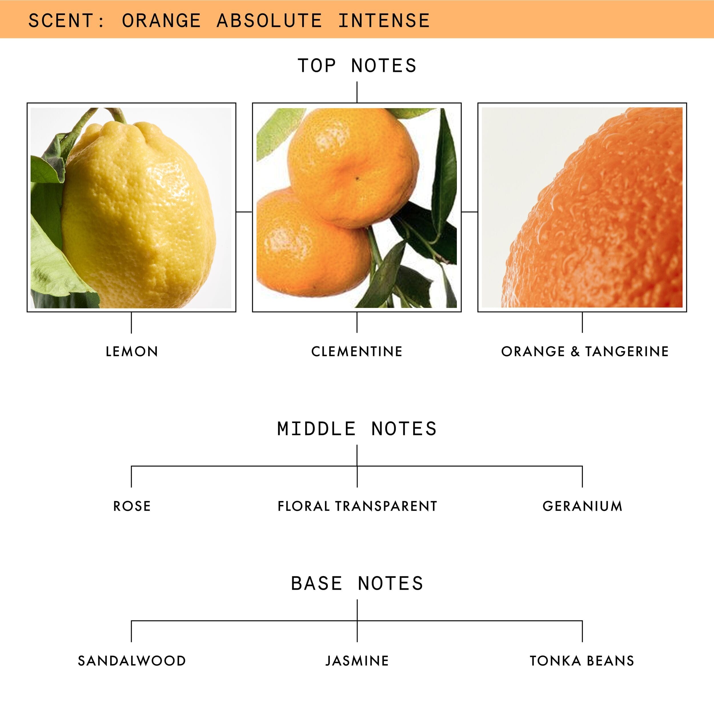 Beauty Pie Orange Absolute Intense Eau De Parfum