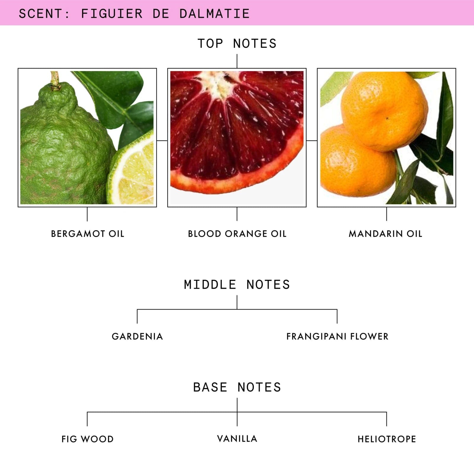 Beauty Pie Figuier De Dalmatie Eau De Parfum