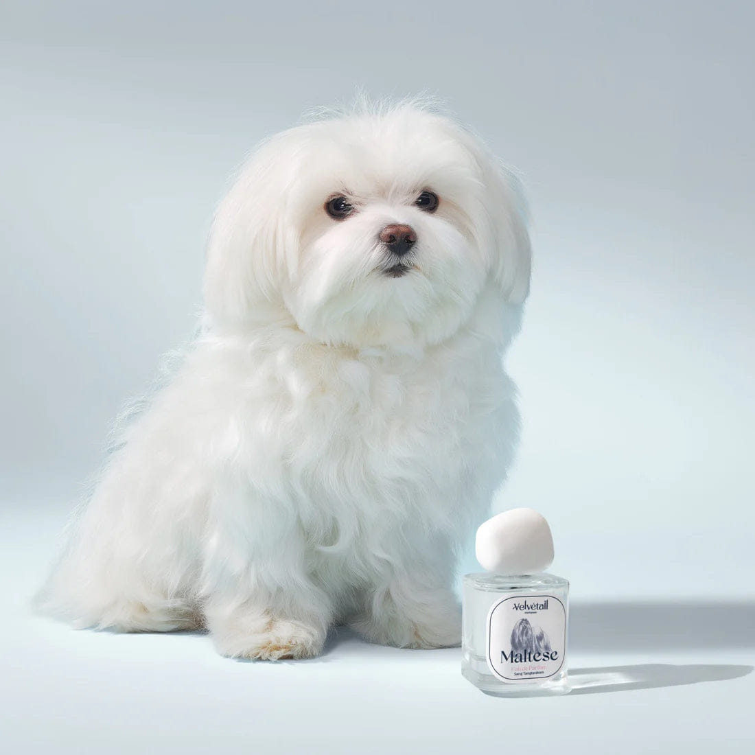 Velvétail Maltese Eau de Parfum