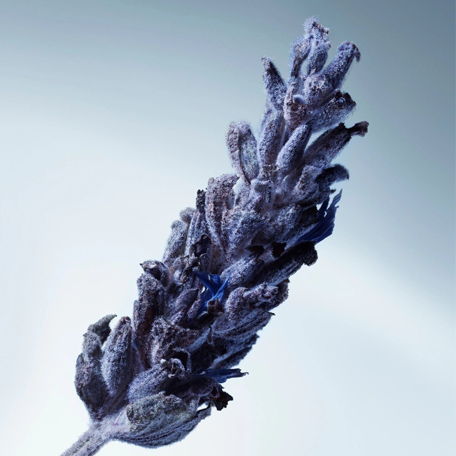 Matiere Premiere Metal Lavender