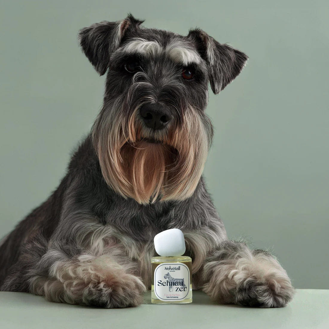 Velvétail Schnauzer Eau de Parfum