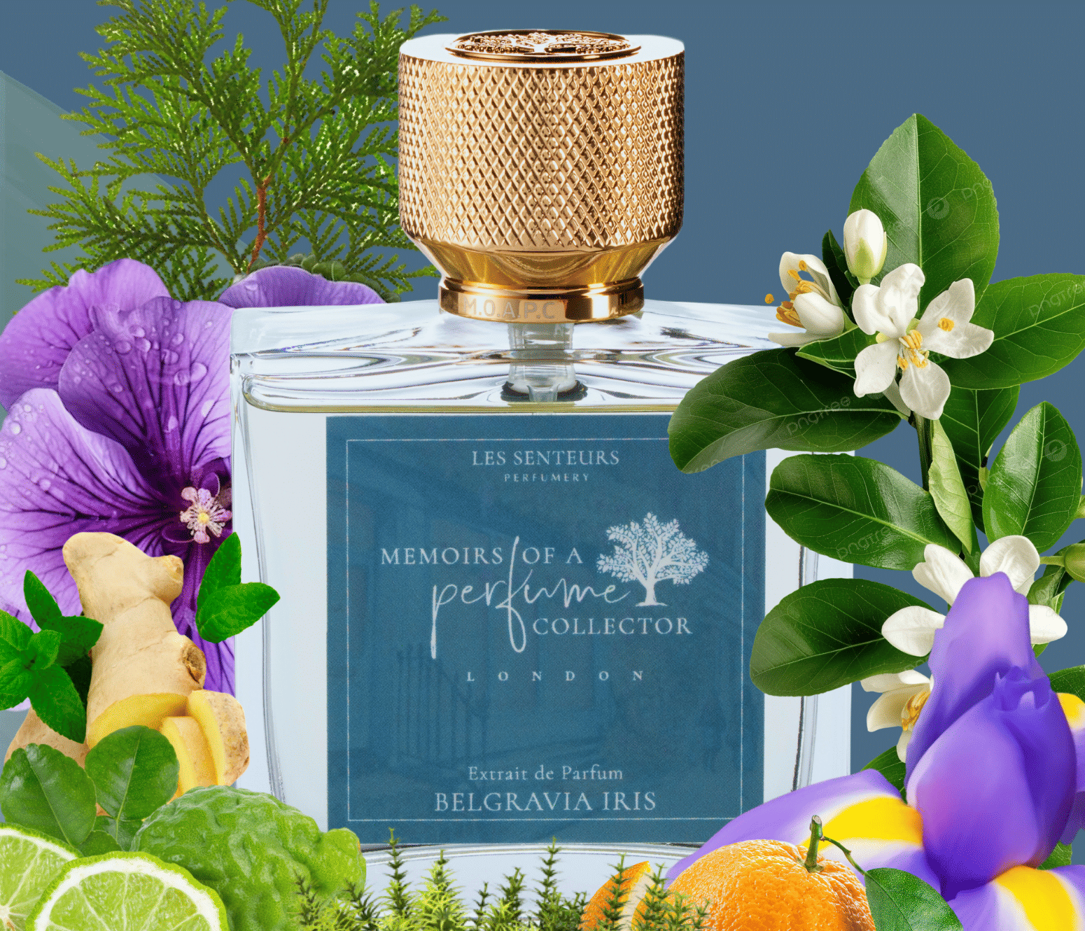 Memoirs of A Perfume Collector Belgravia Iris