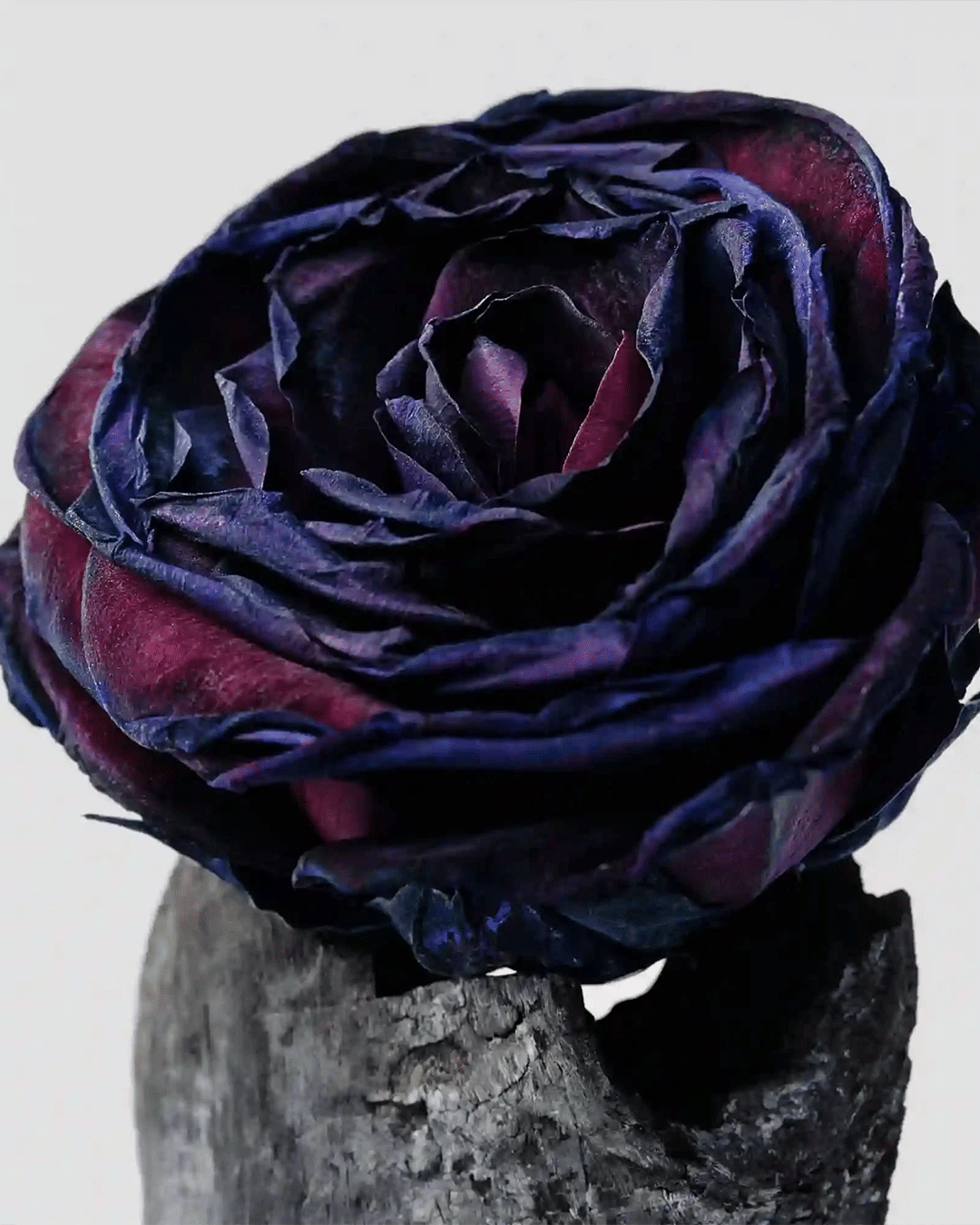 SALT & STONE Black Rose And Oud Body Mist