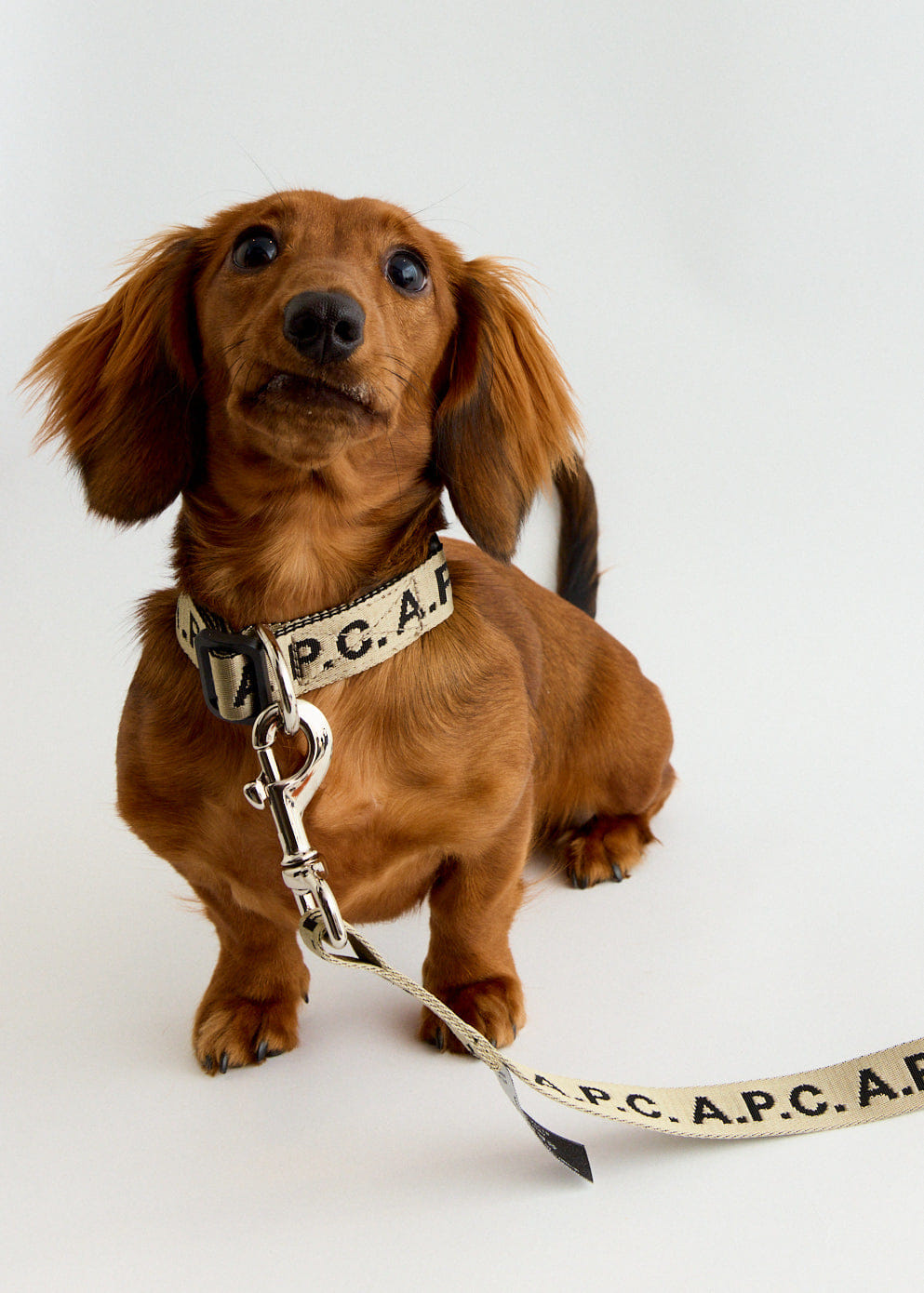 A.P.C. Toutou Logo Leash