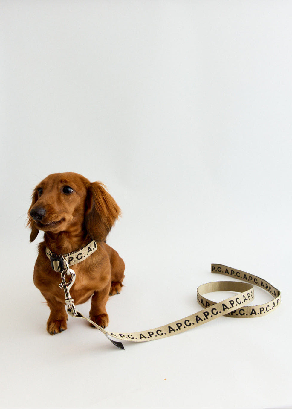 A.P.C. Toutou Logo Leash