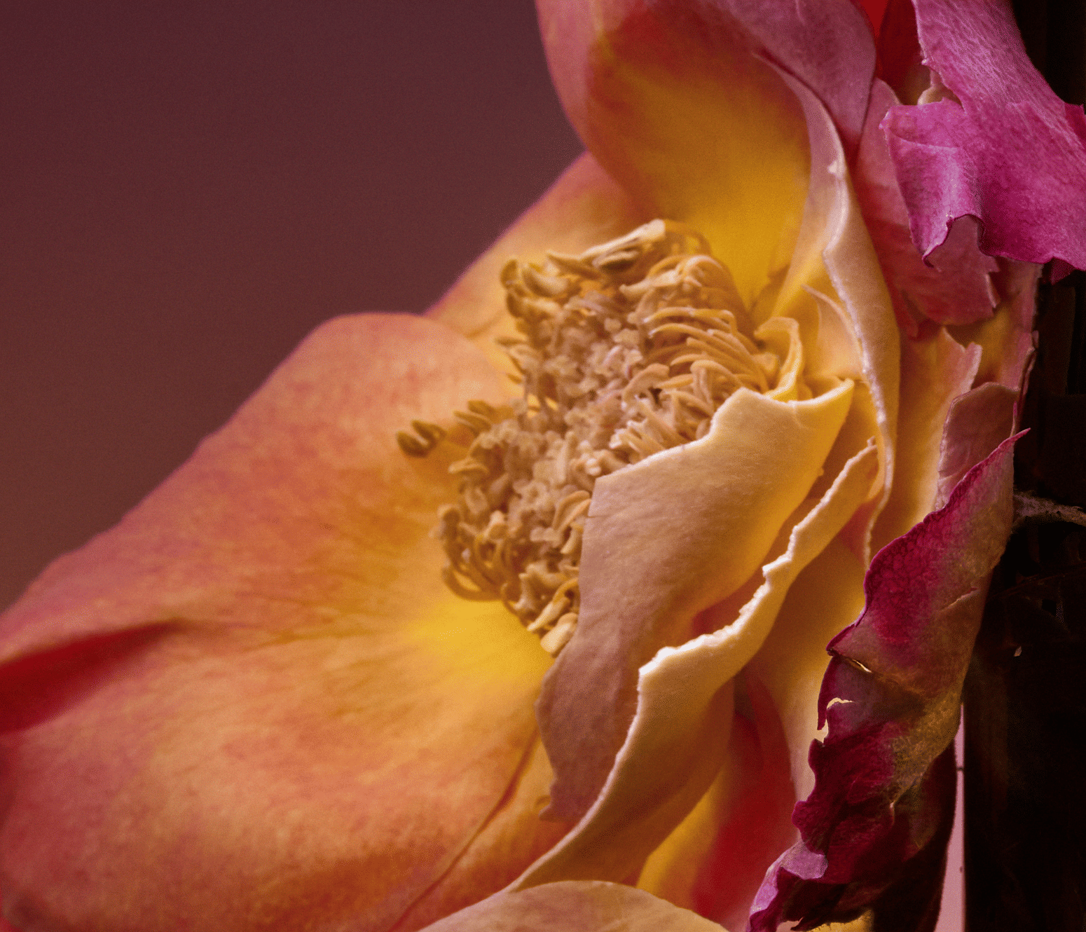 Maison D'orsay Paris Rose Blaze