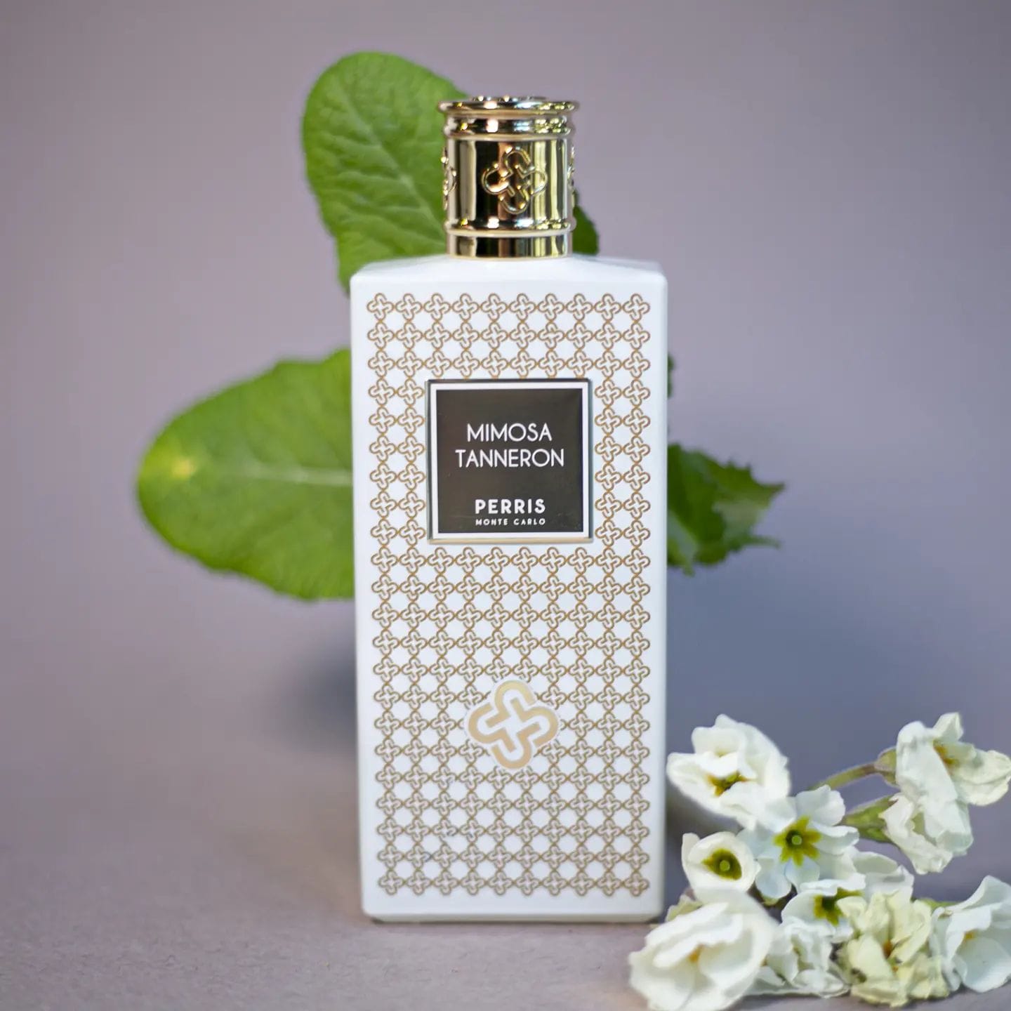 Perris Monte Carlo Mimosa Tanneron