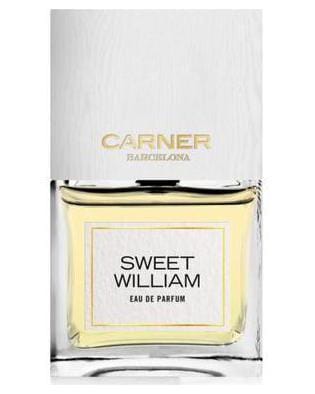 Carner Barcelona Sweet William