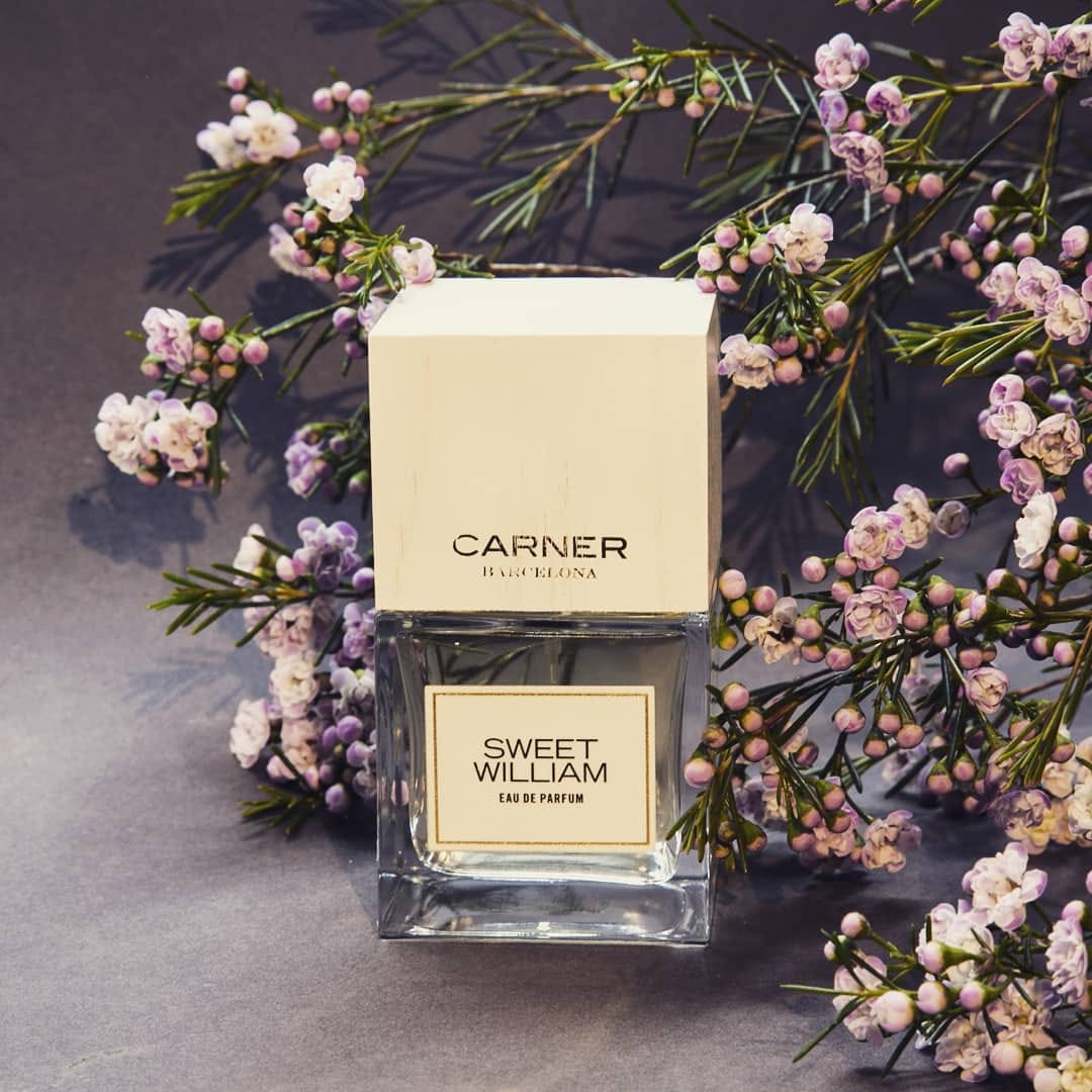 Carner Sweet William (Discontinued)