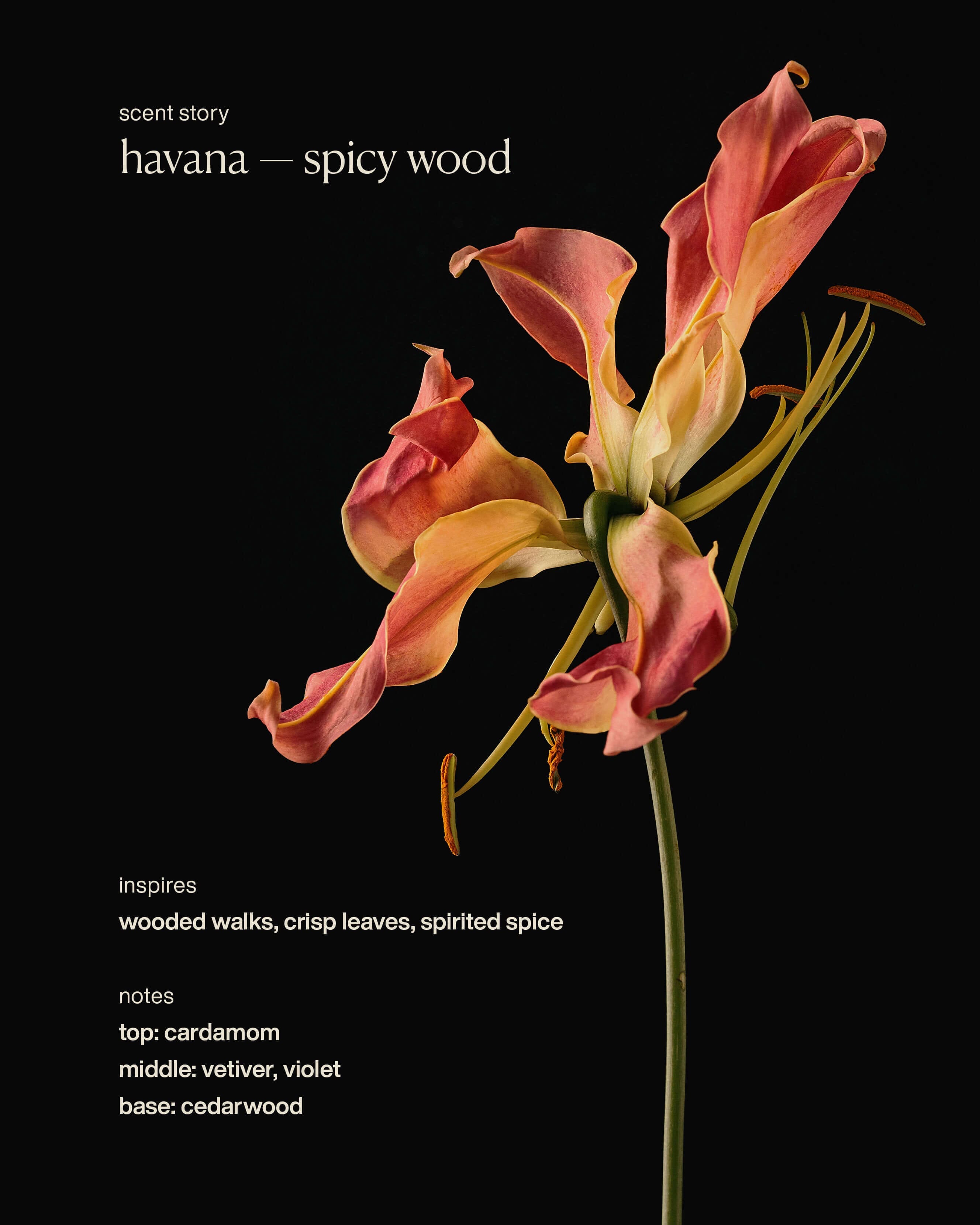 Evolvetogether havana - restorative hand wash