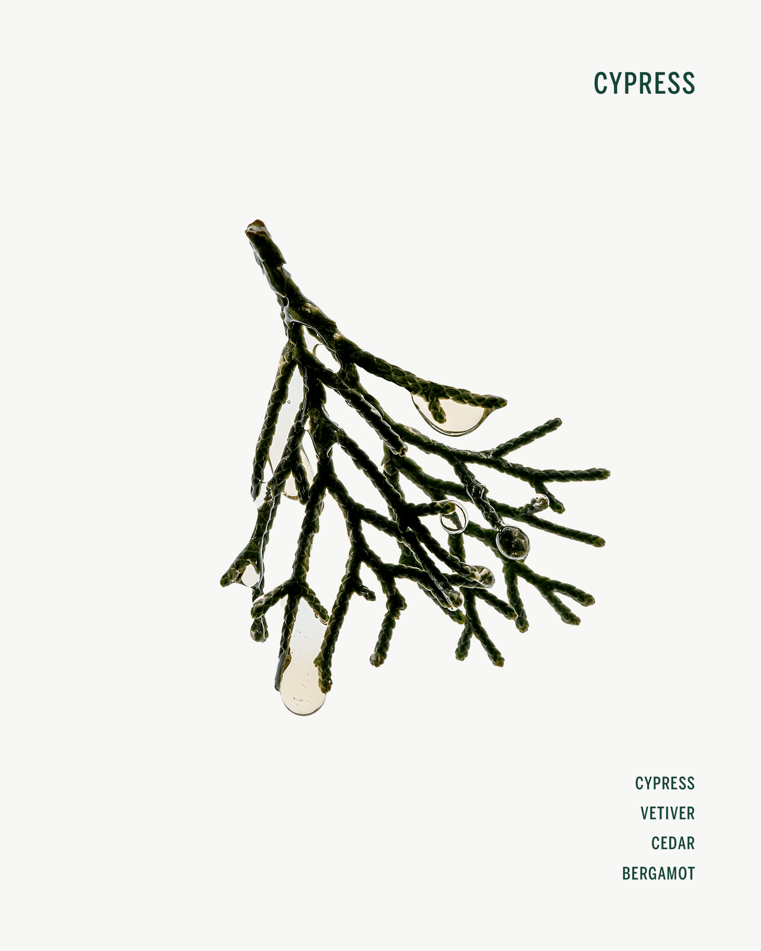 Corpus Cypress Conditioner