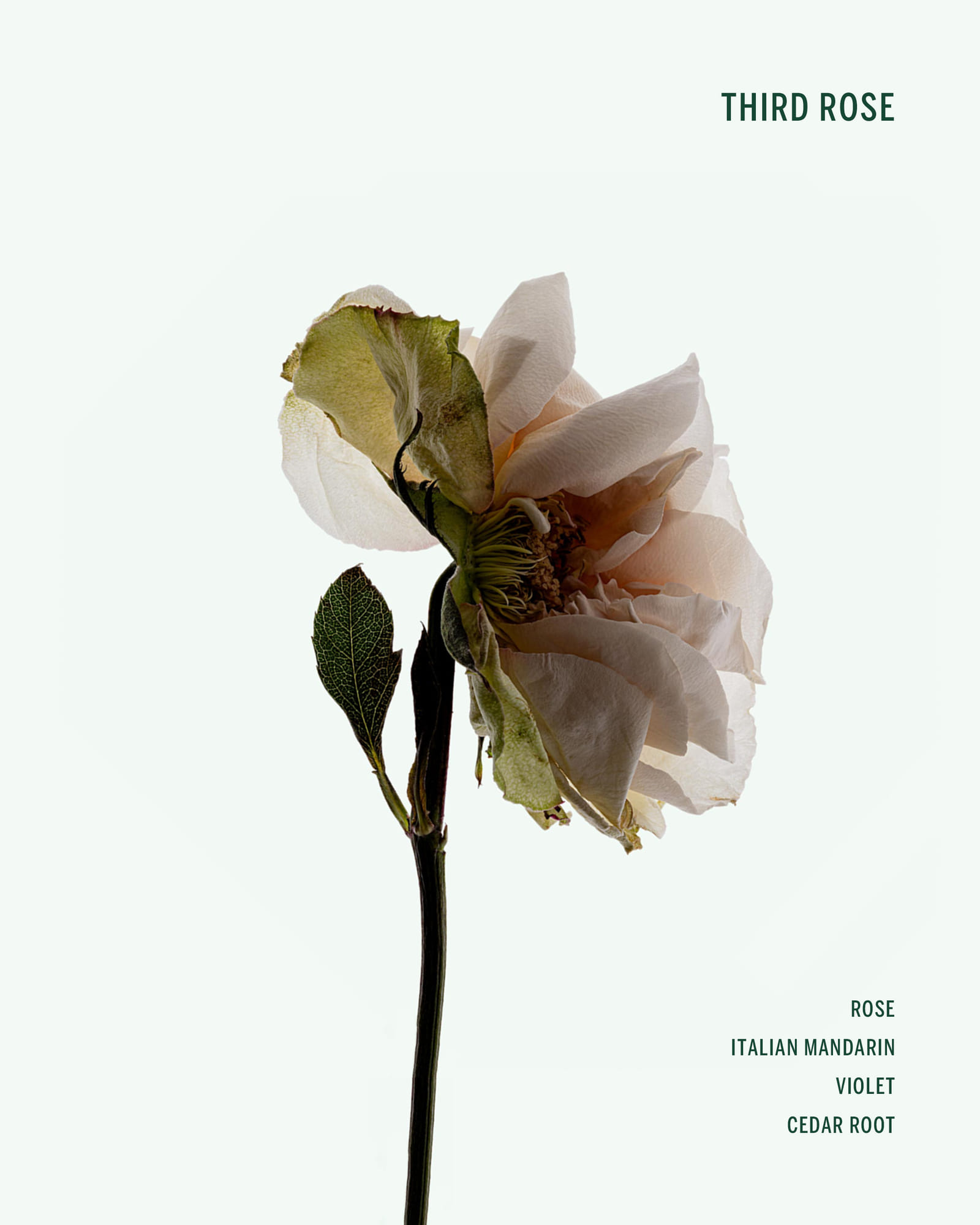 Corpus Third Rose Natural Deodorant