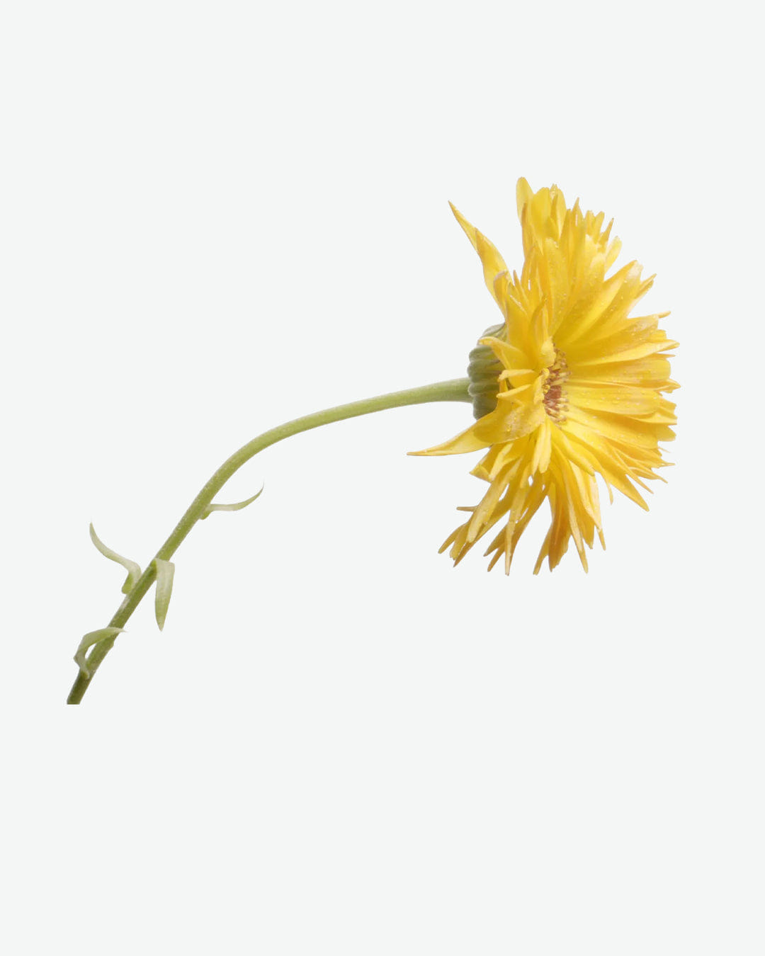 Susanne Kaufmann Marigold Body Oil