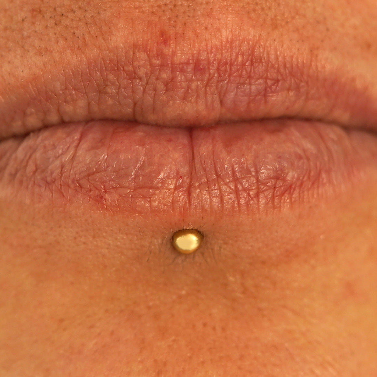 Automic Gold Studio Small Straight Barbell Piercing