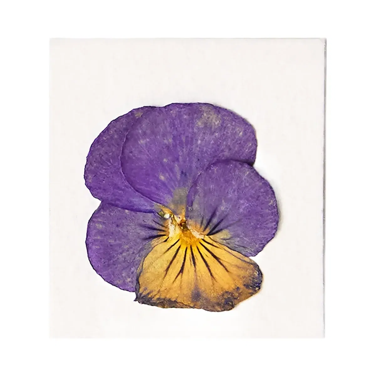 Violette_FR Yeux Paint - Violette Sauvage