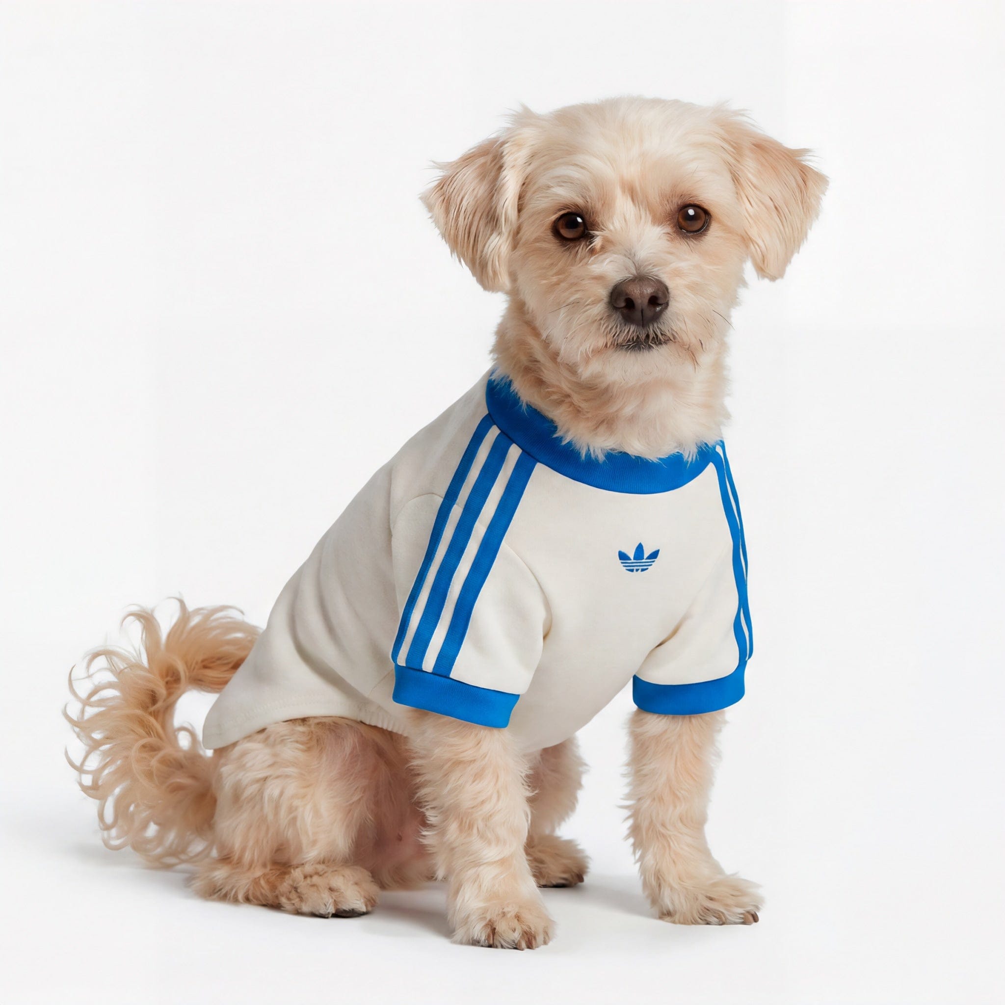 Adidas Pet Cali Tee Off White / Blue Bird