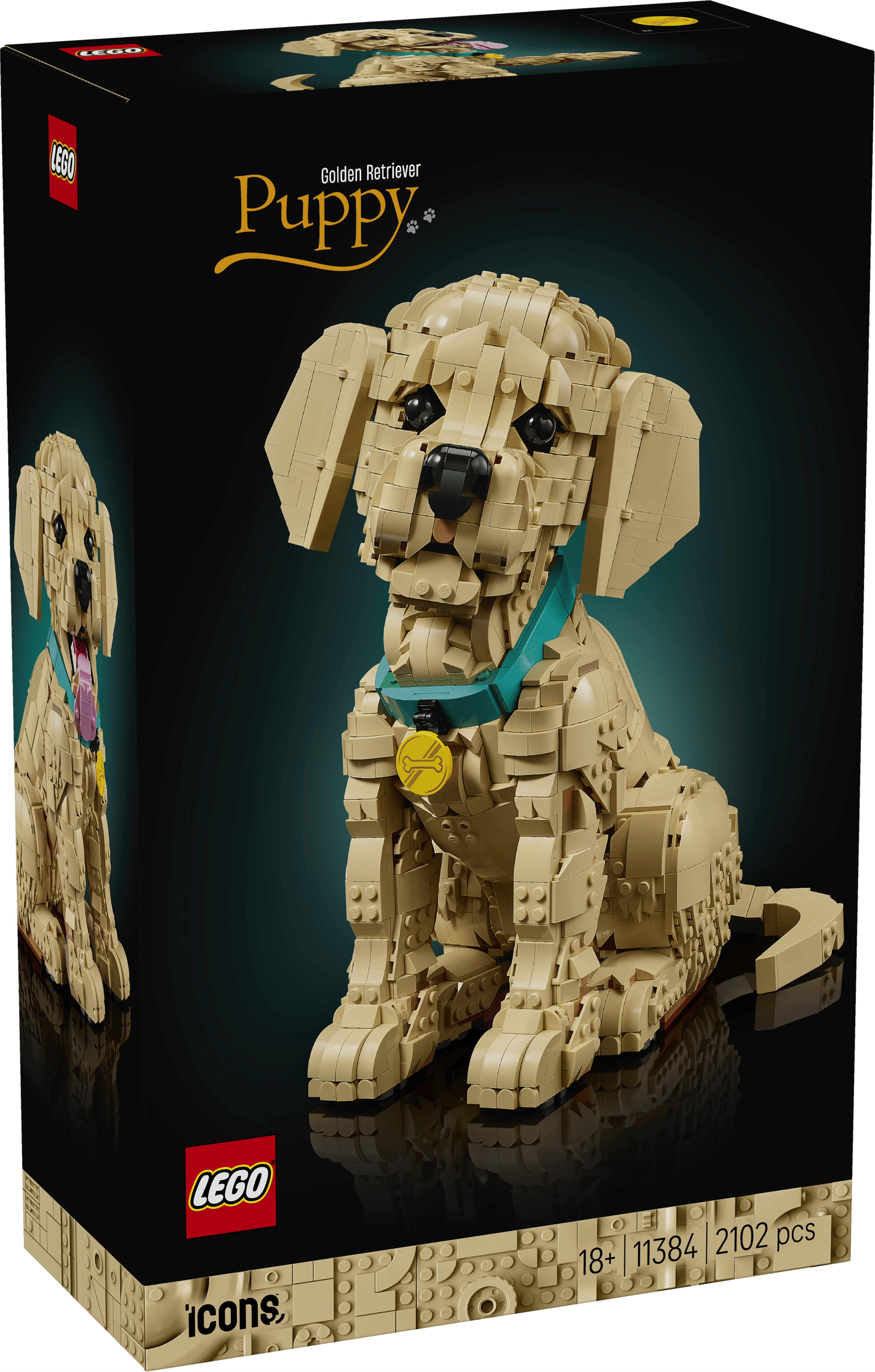 Golden Retriever Puppy